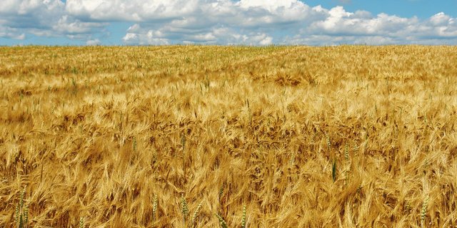 Die durchschnittlichen Erträge und Proteingehalte der Winterweizensorten liegen 2019 im ÖLN-Anbau bei 80,5 dt/ha bzw. 14,1% und bei 74 dt/ha bzw. 13,6% im Extenso-Anbau.(Bild BauZ)