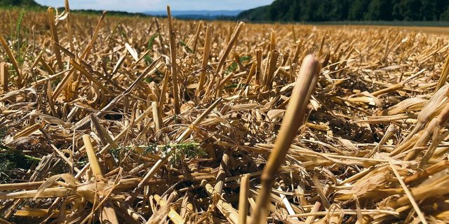 Die Getreideernte läuft, Mehrkosten für die Produktion werden durch die beschlossene Erhöhung von Fr. 3.– bis 5.–/dt nicht gedeckt. Man habe wählen müssen zwischen keinen oder diesen Richtpreisen, heisst es vom Schweizerischen Getreideproduzentenverband.