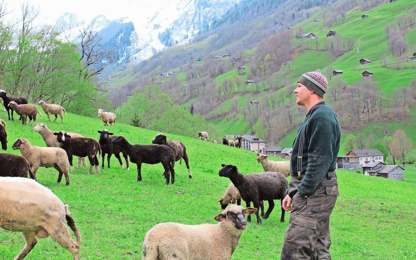 «Meine Vorstellungen und Pläne sind über den Haufen geworfen worden»: Samuel Elmer sammelt seine Tiere auf dem Heimbetrieb.