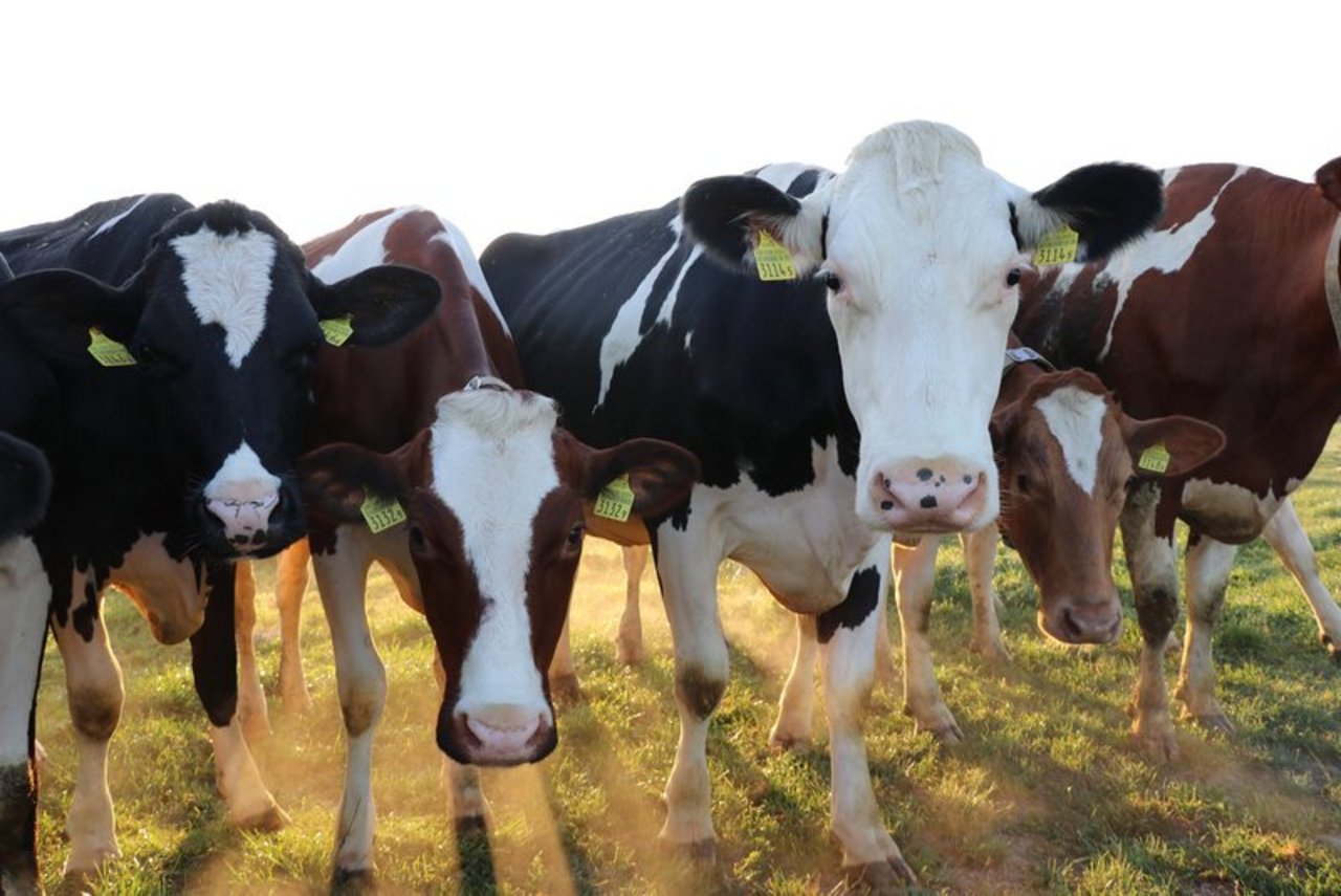 Der Nachhaltigkeitszuschlag für Schweizer Molkereimilch soll für A-Milch ausbezahlt werden und drei Rappen betragen. (Bild BauZ)