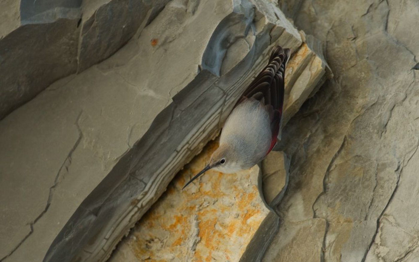 Siegerbild des Fotowettbewerbs 2014 zeigt einen Mauerläufer in einer Felswand.  (Foto: © Mathieu Bally)