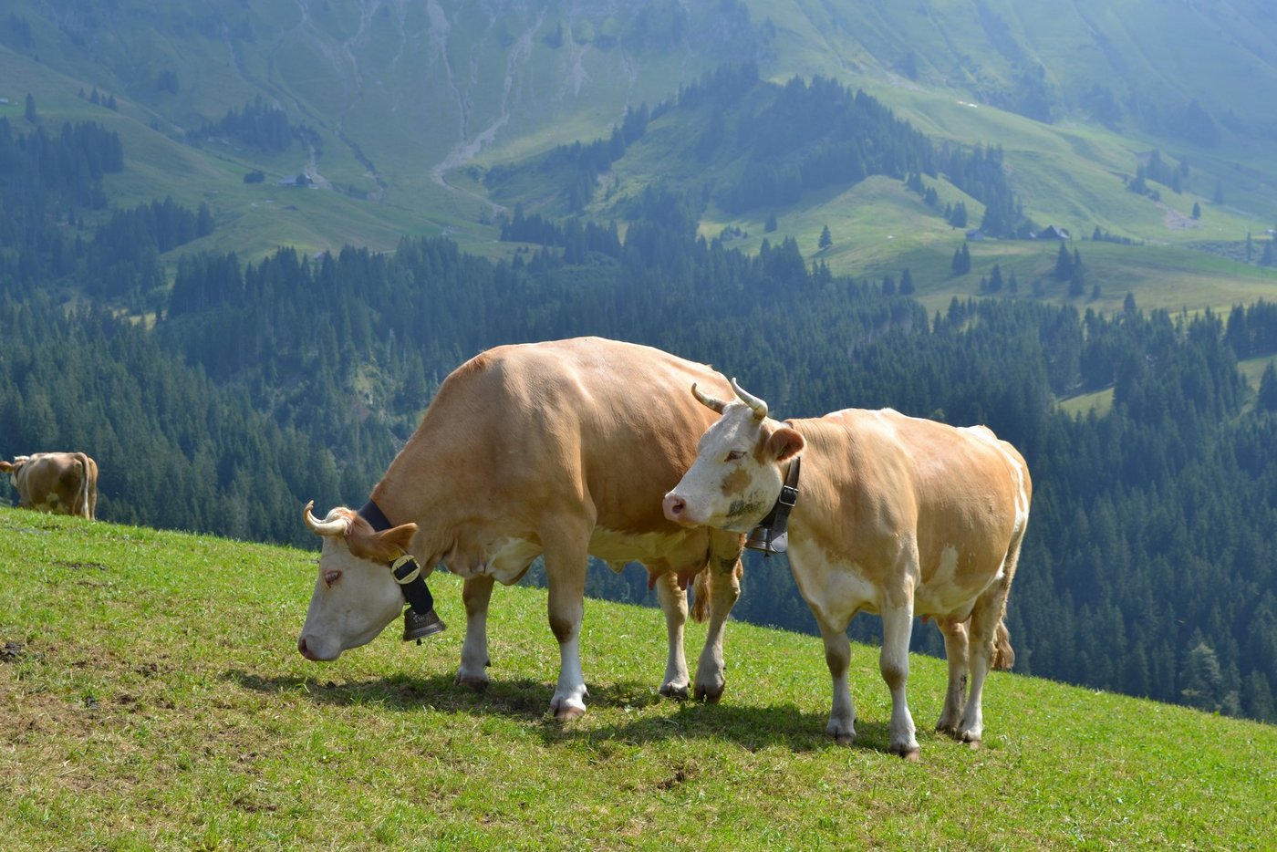 Mit der AP 2022+ sollen die Alpungs- und Sömmerungsbeiträge beibehalten werden. 