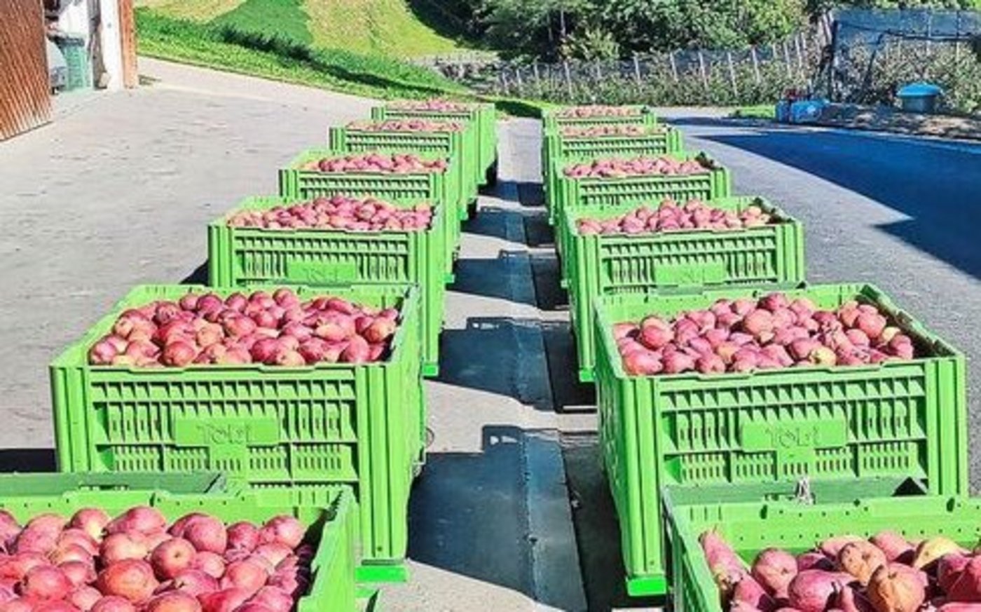 Die letztjährige Red-Modoc-Grossernte.  