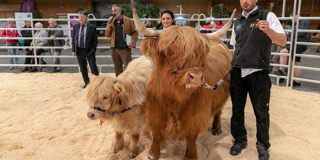 Kriterien für die Rinder sind korrekte Beine, ein langes und breites Becken, die typische Kopfform und gute Bemuskelung, heisst es in einer Mitteilung der Veranstalter. (Bild zVg)