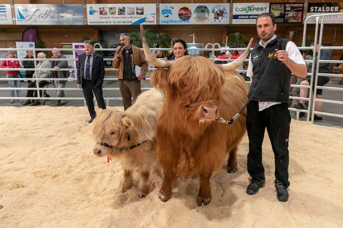 Kriterien für die Rinder sind korrekte Beine, ein langes und breites Becken, die typische Kopfform und gute Bemuskelung, heisst es in einer Mitteilung der Veranstalter. (Bild zVg)
