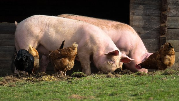 Bei den Schweinen werden vermehrt risikobasierte Kontrollen durchgeführt, um den Antibiotikaverbrauch zu reduzieren. (Bild Pixabay)