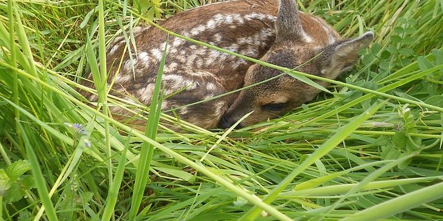Gerade im Mai und Juni ist es besonders wichtig, vor dem Mähen die Wiesen zu kontrollieren. In Deutschland wurde ein Landwirt zu einer Geldstrafe verurteil, weil der das mehrfach unterliess. (Bild Pixabay)