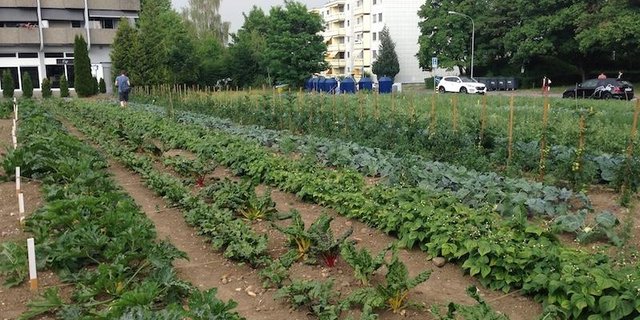 Mittels Abtrennungen aus Schnüren werden die Längsreihen mit einer Gemüsesorte zu Querbeeten mit einem Mix von 25 verschiedenen Gemüsen. (Bild Ueli Ansorge)