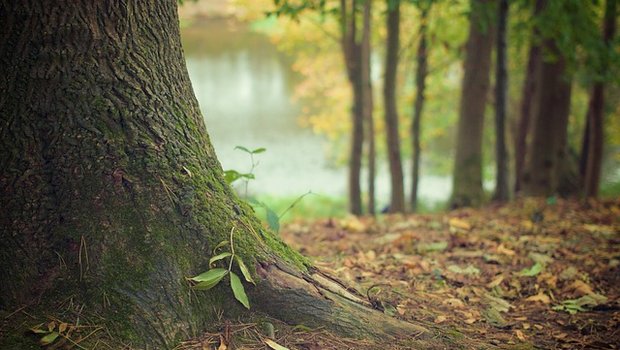 Was im Boden lebt, ist wichtig für das Funktionieren des Waldes. Eine breite Studie hat dies nachgewiesen. (Bild Pixabay)