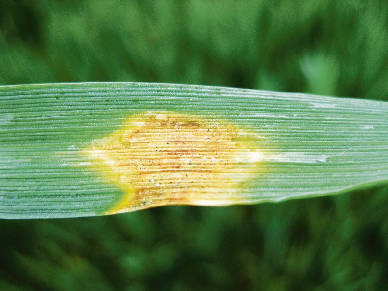 Septoria tritici am Weizen wird durch Nässe begünstigt. (Bild zVg)