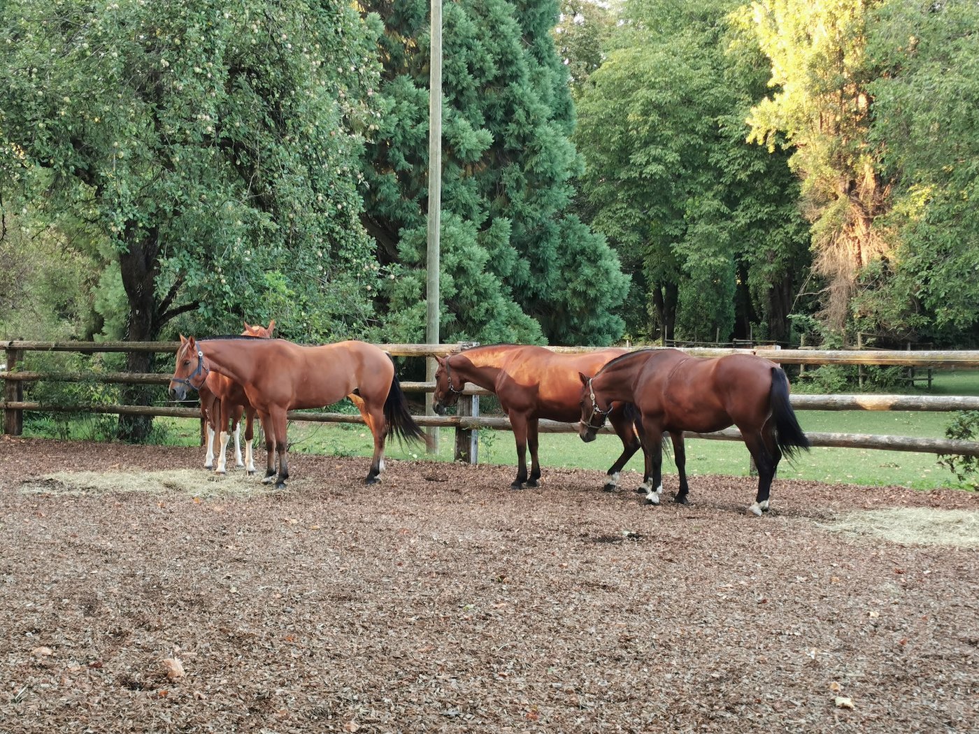 Am frühen Abend kehrt Ruhe ein. Die Stuten sind müde von der langen und anstrengenden Reise und beginnen zu dösen. (Bild sb)