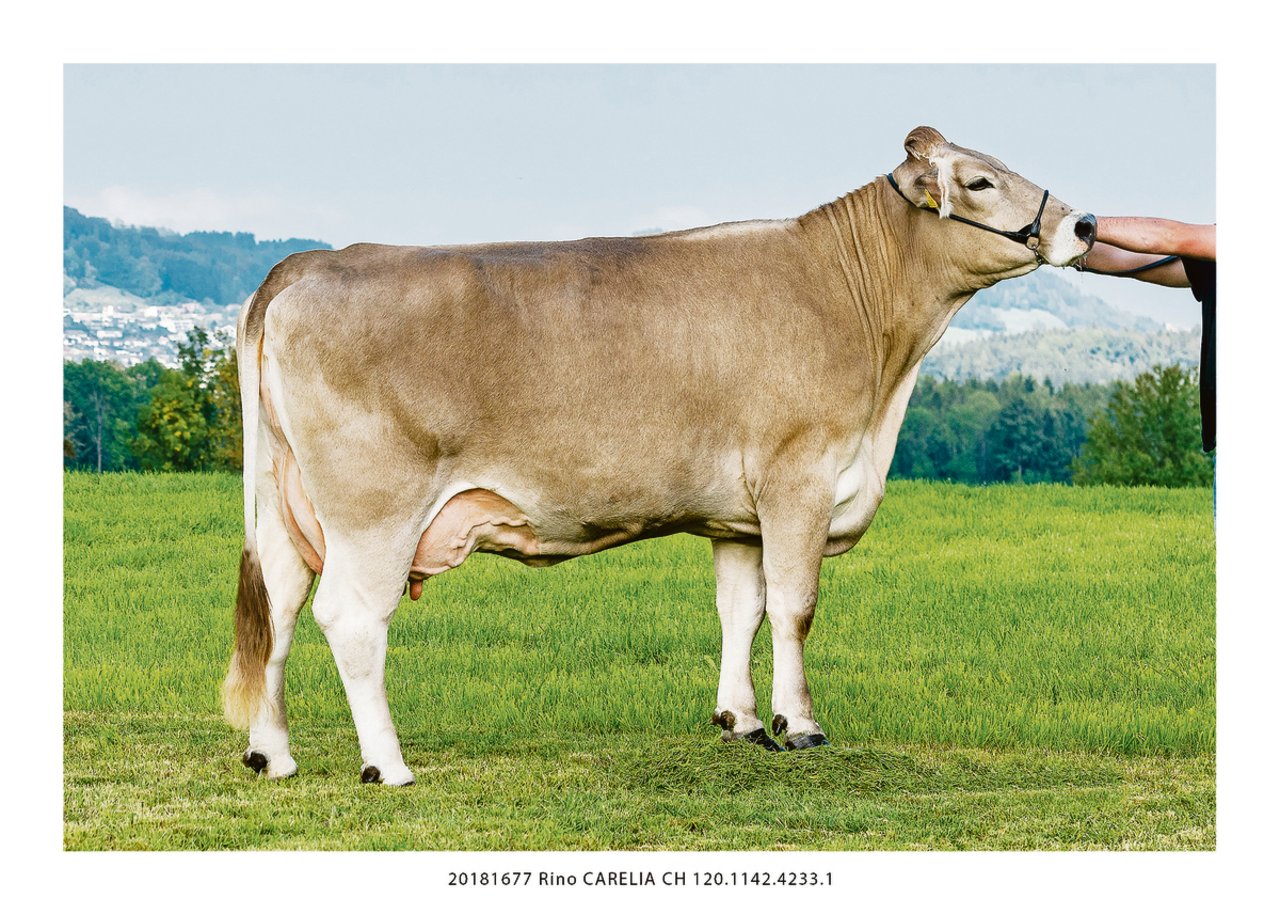 Rino Carelia ist eine typische ROB-Kuh. Ihr Vater ist ein reiner Original-Braunvieh-Stier. (Bild Konrad Lustenberger)