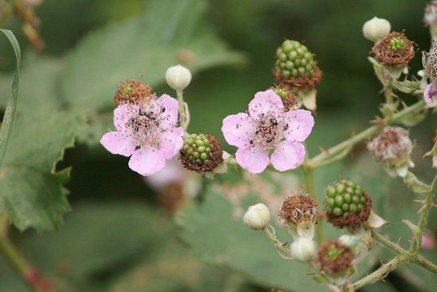 Einheimische oder Armenische Brombeere? Die Unterscheidung ist schwierig, die blassrosa Blüten deuten aber auf den Neophyten hin. Essen kann man die Beeren beider Varianten. (Bild Pixabay)