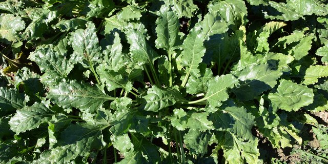 Nach der Vertrauensabstimmung des Rübenrings ist klar: Der Vorstand wird nicht geschlossen zurücktreten, wie dies die Klimagruppe gefordert hatte. (Bild BauernZeitung/sjh)