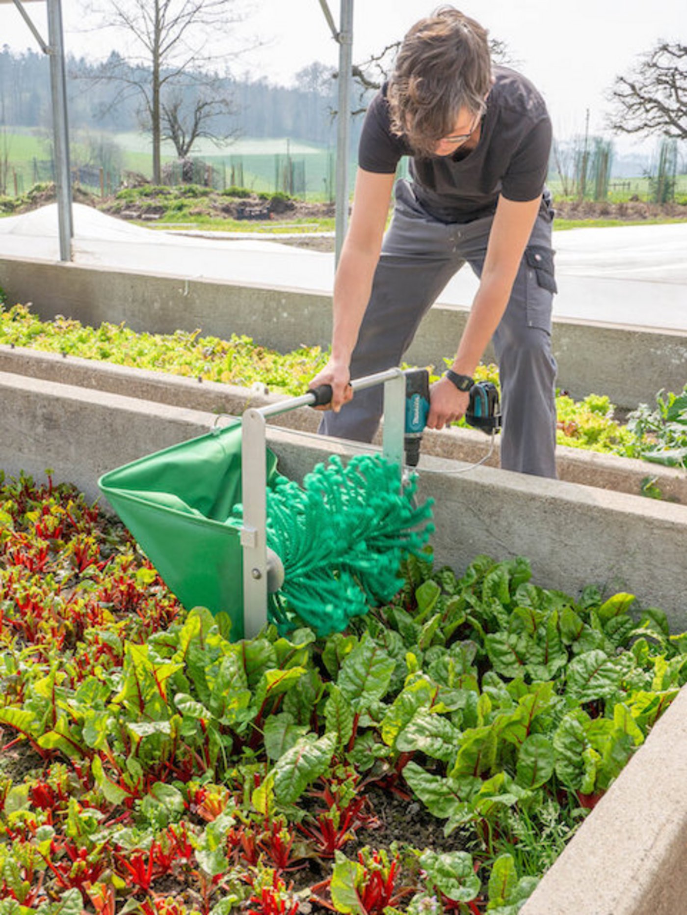 Barbara Schmid mit dem Handernte-Gerät «Greens harvester». (Bild lid)