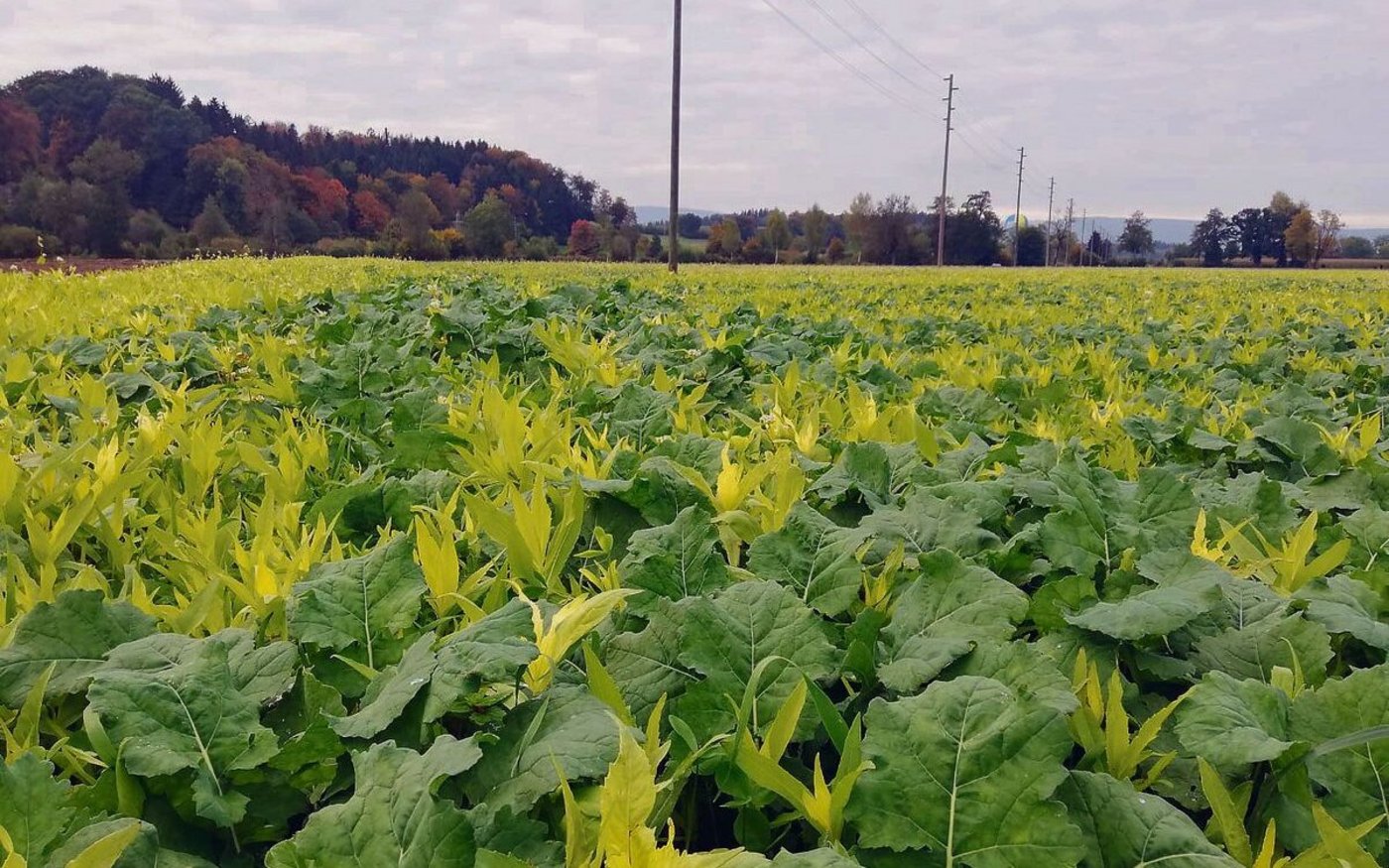Ein Beispiel aus dem Kanton Bern: Hauptkultur Raps mit Untersaatpflanzen im Herbst.