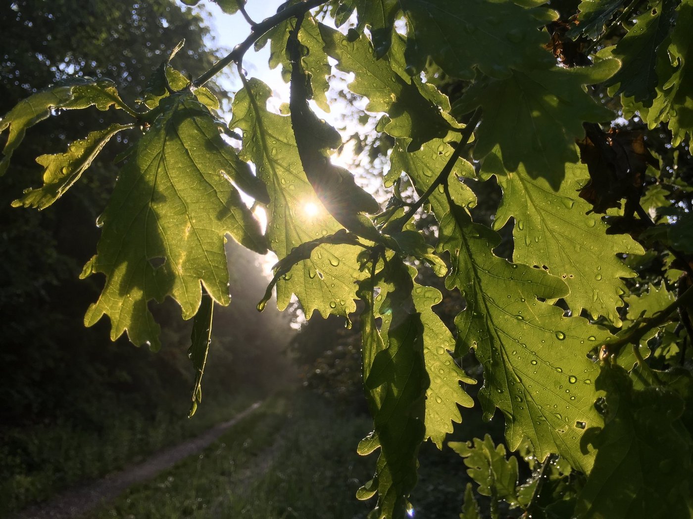 Bei der Photosynthese verwandeln die Pflanzen CO2 aus der Luft mit Hilfe von Sonnenlicht in energiereiche Biomoleküle. Sie binden also einen Teil der menschengemachten CO2-Emissionen. Die Photosynthese wird verstärkt, wenn mehr CO2 in der Luft ist. (Bild BauZ)