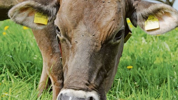 Die Schweizer Kuh soll künftig nicht nur vom grünen Teppich fressen, sondern auch möglichst lang leben. (Bild Andrea Gysin)