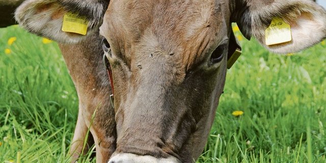 Die Schweizer Kuh soll künftig nicht nur vom grünen Teppich fressen, sondern auch möglichst lang leben. (Bild Andrea Gysin)