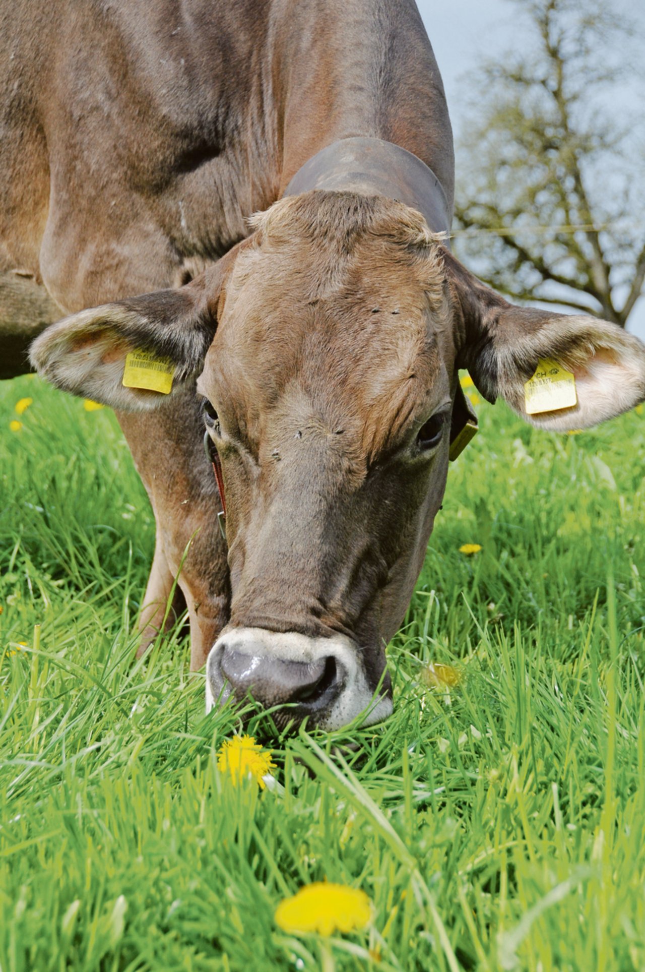 Die Schweizer Kuh soll künftig nicht nur vom grünen Teppich fressen, sondern auch möglichst lang leben. (Bild Andrea Gysin)