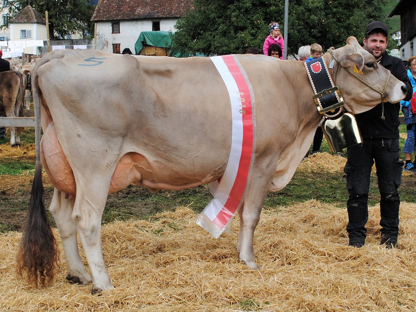 Miss Schwyz Zaster Zoldi von Edwin Schuler, Seewen.