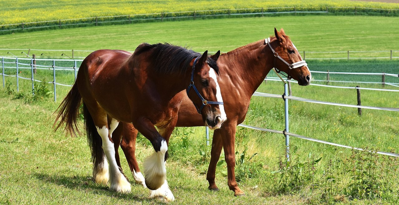 Über 30 Pferde wurden in den letzten Monaten schwer verletzt oder getötet. (Bild Alexas_Fotos/pixabay)