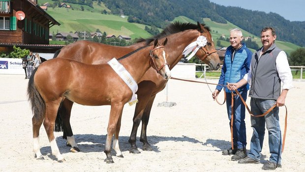 Erster Rang für das Stutfohlen Hanaya vom Meierhof von Leo Grüter aus Sigigen.