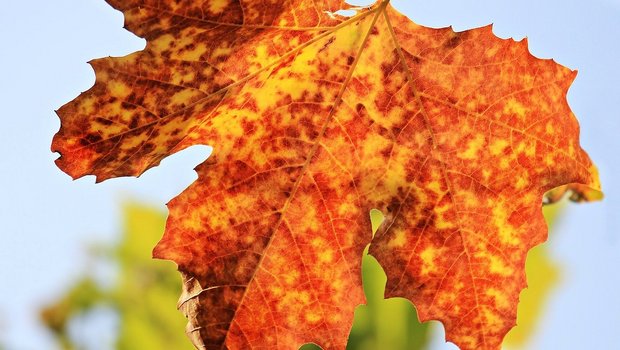 Wenn sich die Blätter im Herbst verfärben, stoppt die Photosynthese und damit auch die CO2-Aufnahme der Pflanze. (Bild Pixabay)
