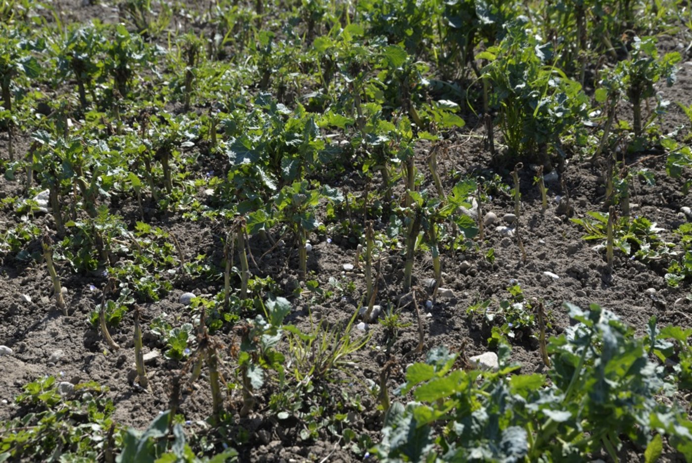 Verkümmerte und buschig wachsende Pflanzen: In vielen Fällen haben Erdfloh-Larven den Vegetationspunkt zerstört. (Bild: Katharina Scheuner)