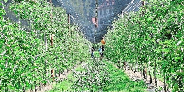 Auslichtungsschnitte im Spätsommer wirken sich positiv auf die Fruchtausfärbung aus. Aber man kann auch vieles falsch machen.