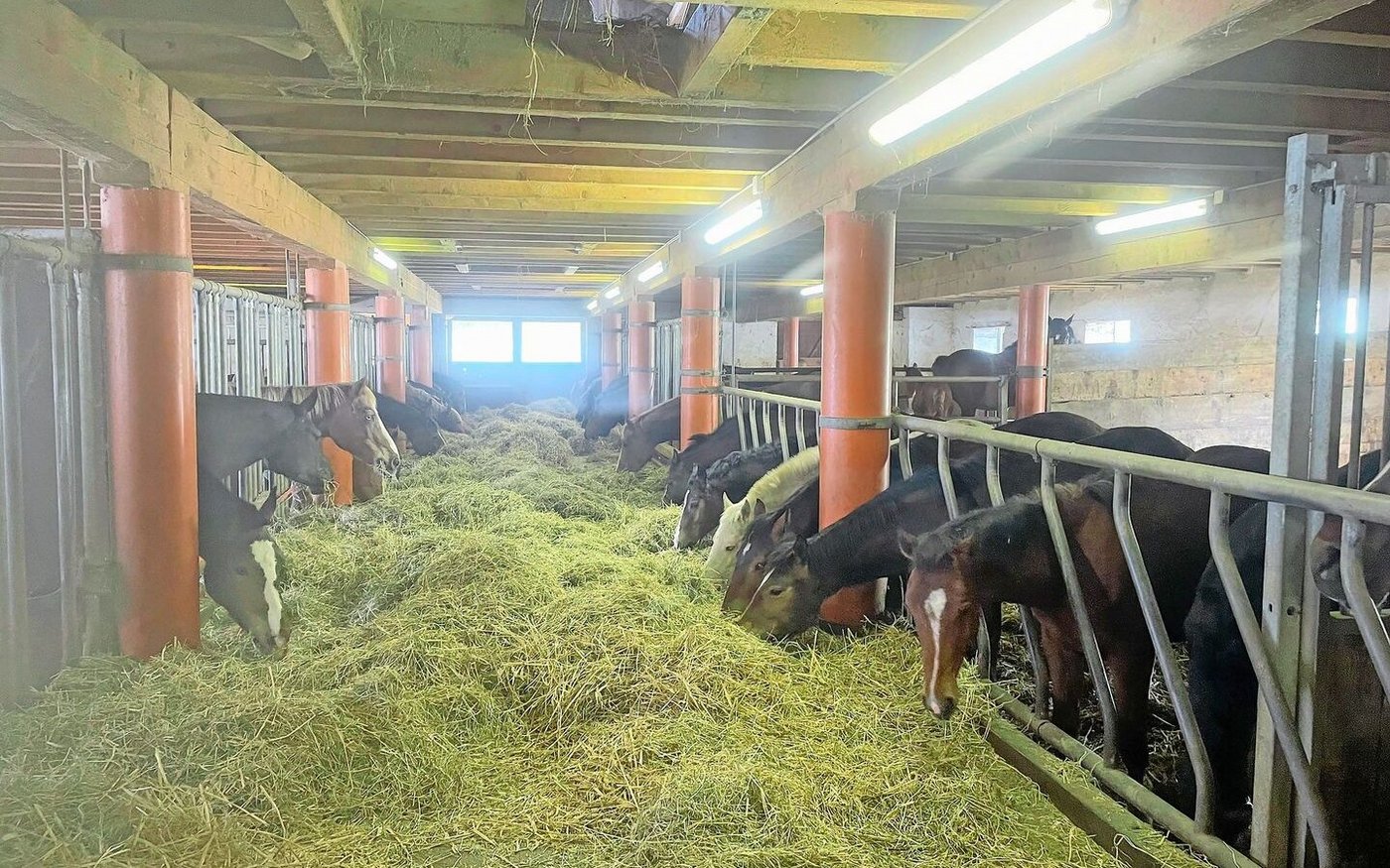 Der Pferdebestand des Betriebs wuchs stetig. So entstand ein Zucht- und Fohlenaufzuchtstall mit heute 15 Einstellern. 