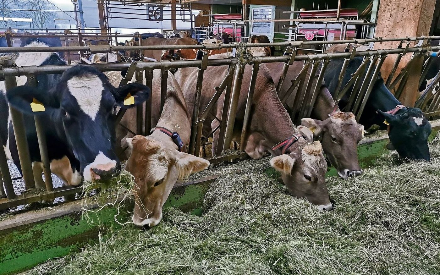 Analysen von konserviertem Gras aus diesem Jahr fallen durch tiefe Rohprotein-, aber durchschnittliche Energiegehalte auf.