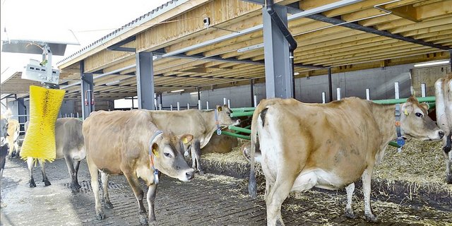 Viele Betriebe halten heute schon reine Jersey-Herden. Weil die Kühe nicht so gross sind, brauchen sie auch weniger Platz. (Bild Paul Küchler)