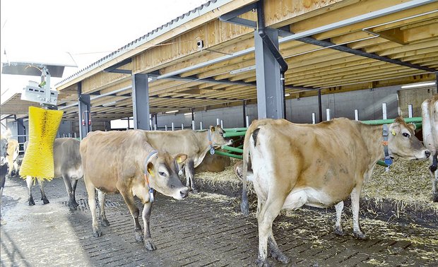 Viele Betriebe halten heute schon reine Jersey-Herden. Weil die Kühe nicht so gross sind, brauchen sie auch weniger Platz. (Bild Paul Küchler)