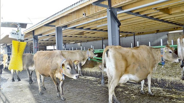 Viele Betriebe halten heute schon reine Jersey-Herden. Weil die Kühe nicht so gross sind, brauchen sie auch weniger Platz. (Bild Paul Küchler)