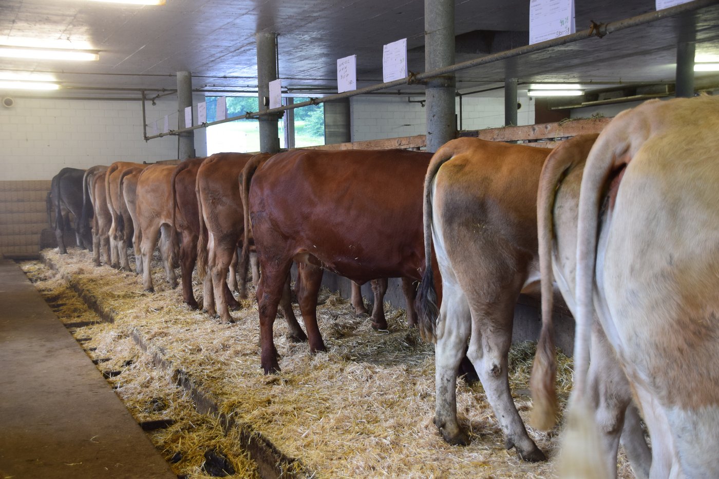 Insgesamt 32 Rinder standen zum Verkauf. (Bild lmc)