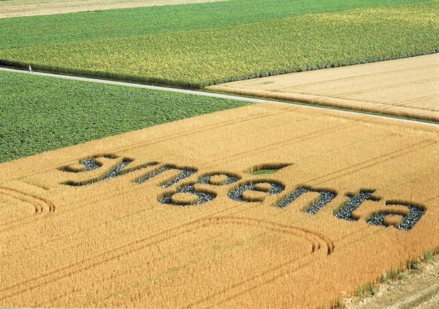 Syngenta ist gefragt: Nach Monsanto, so wird gemunkelt, liebäugelt nun auch BASF mit einer Übernahme des Schweizer Agrarchemiekonzerns. (Bild Syngenta)