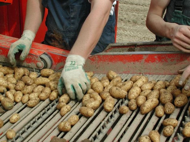 Die Qualität der Frühkartoffeln bleibt gut. (Bild BauZ)