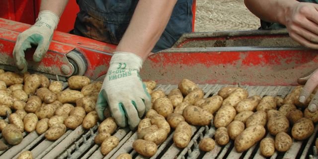 Die Qualität der Frühkartoffeln bleibt gut. (Bild BauZ)