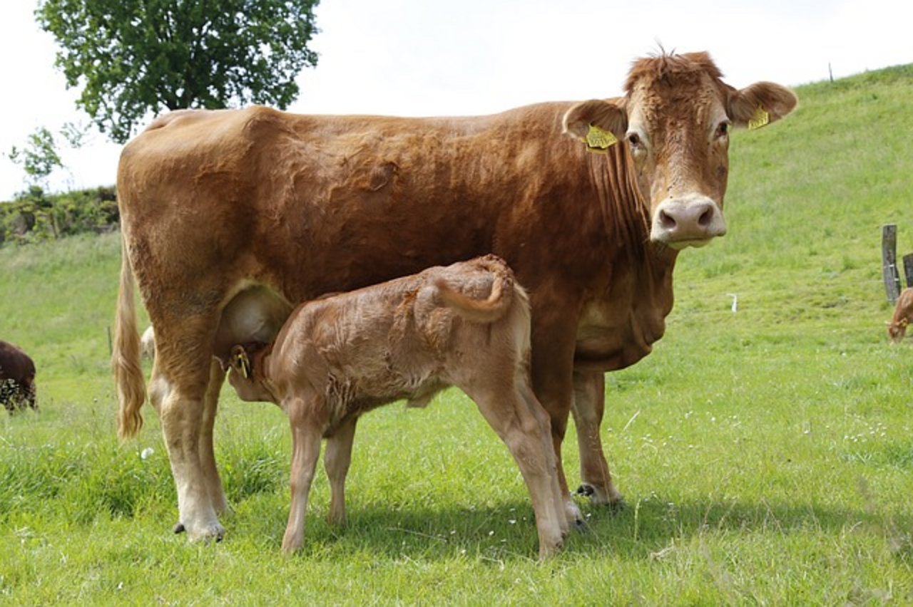 Während der Bestand der Milchkühe im Vergleich zum Vorjahr abnimmt, nimmt derjenige von Mutterkühen (Bild) zu. (Bild lid / ji)