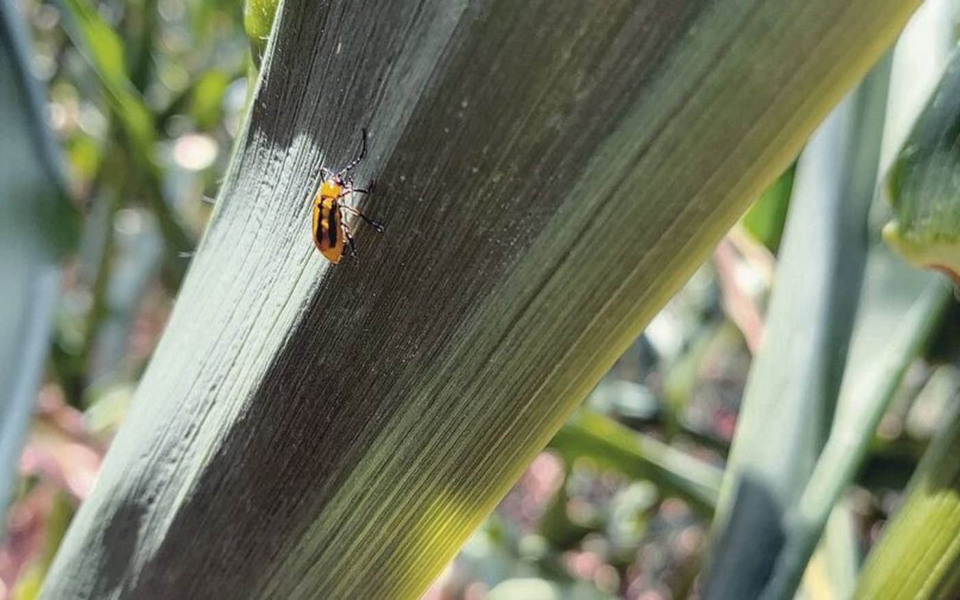 Der Maiswurzelbohrer live im Feld. Die Fänge haben sich vervielfacht.