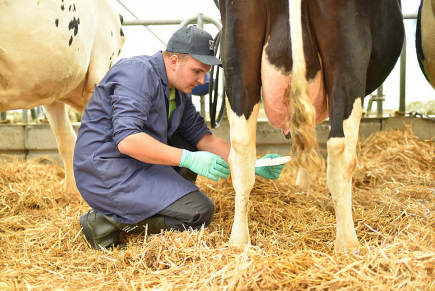 Beim Finale der Landwirte wird noch einmal gemolken. (Bilder SBV)