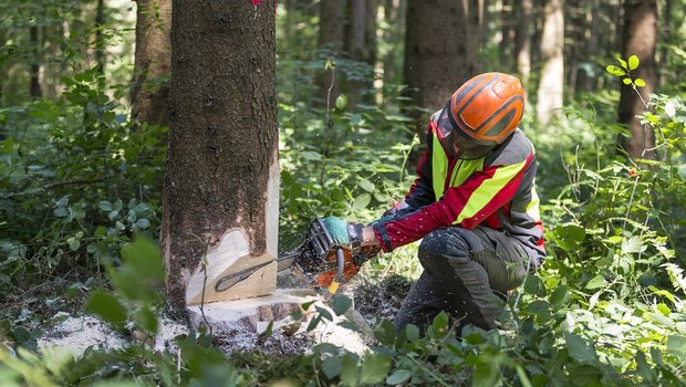 Schweizer Holz soll in der Schweiz bleiben – in den zentralen Landesteilen scheint das gut zu funktionieren. (Bild zVg)