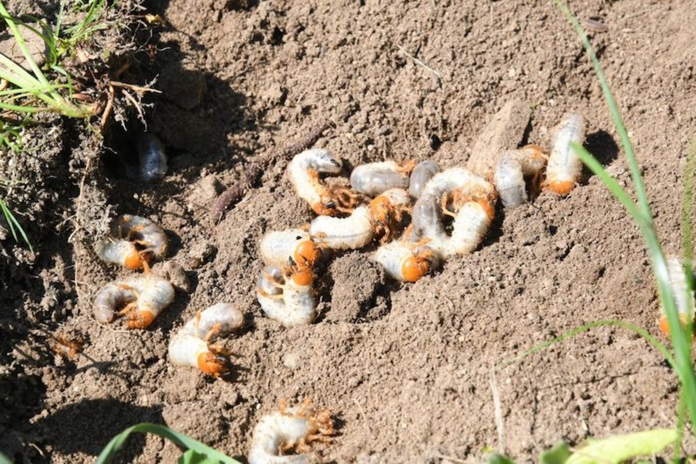 Problematisch ist nicht der Käfer sondern die Engerlinge, die zwei jahrelang Wurzeln fressen. 