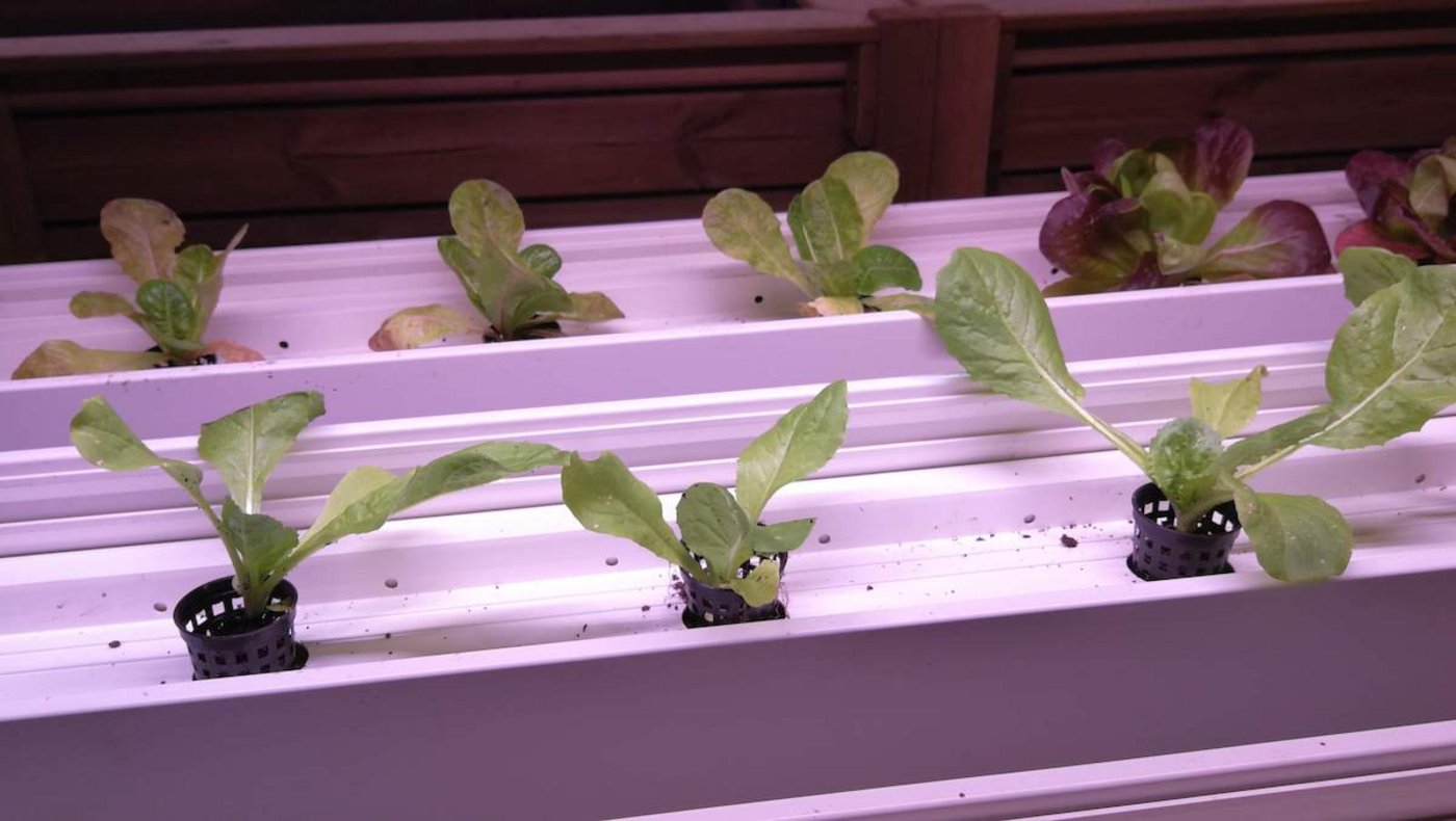 Die Setzlinge ziehen im hinteren Teil der Anlage.