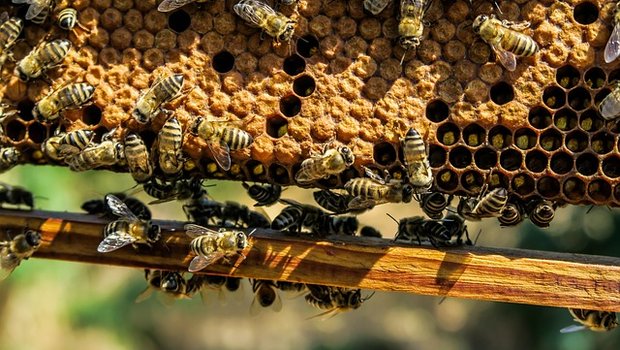 Die Bayern wollen Bienensterbe verhindern. (Bild pixabay)