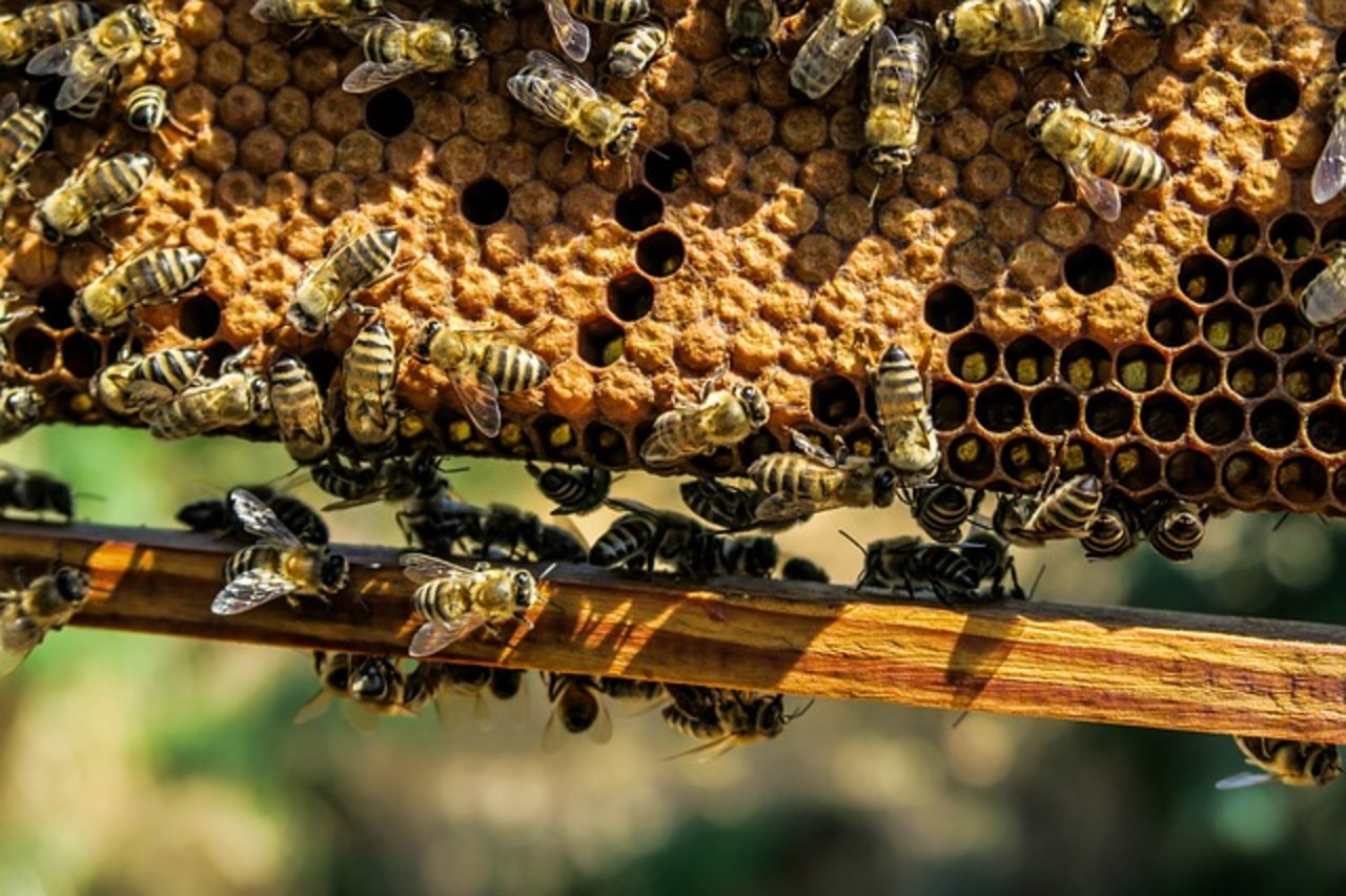 Die Bayern wollen Bienensterbe verhindern. (Bild pixabay)
