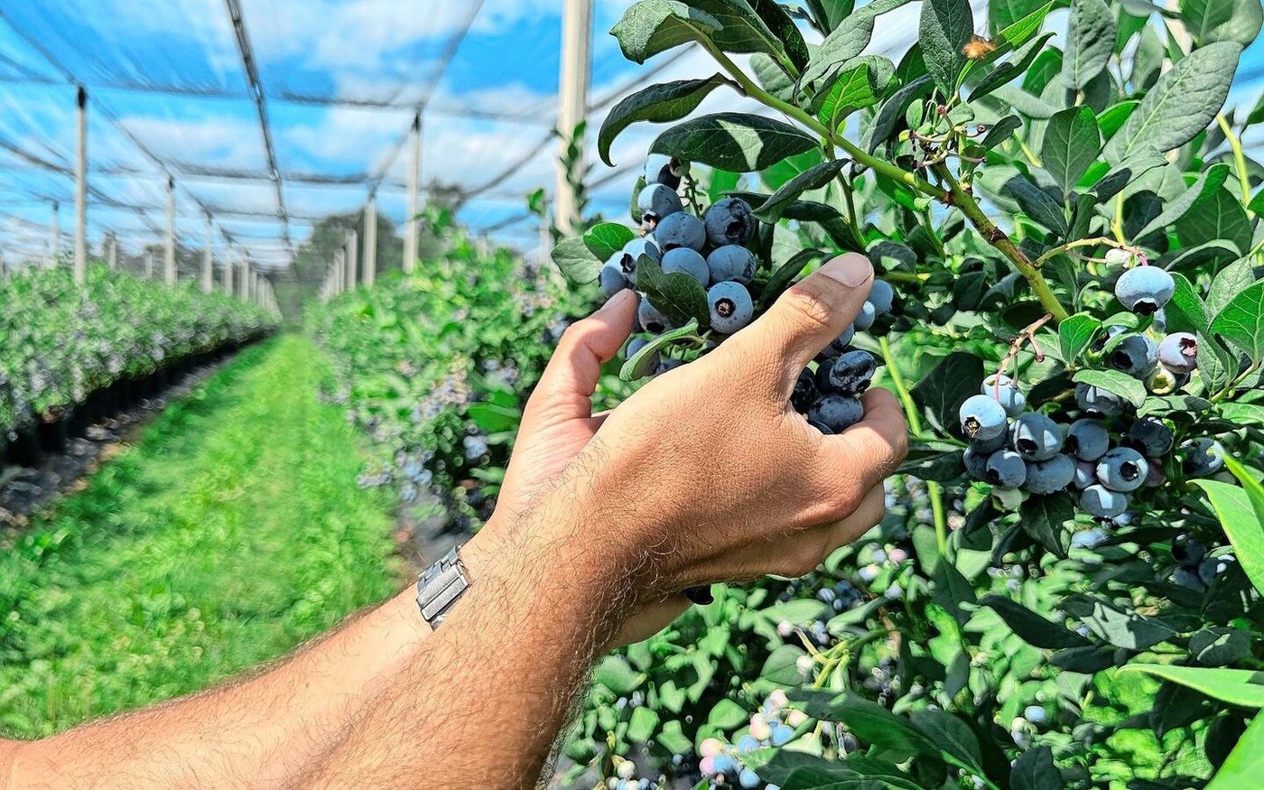 Die Heidelbeer-Sorte Draper ist süss mit einem säuerlichen Touch und knackig im Biss. Alles wird von sorgfältig von Hand geerntet. 