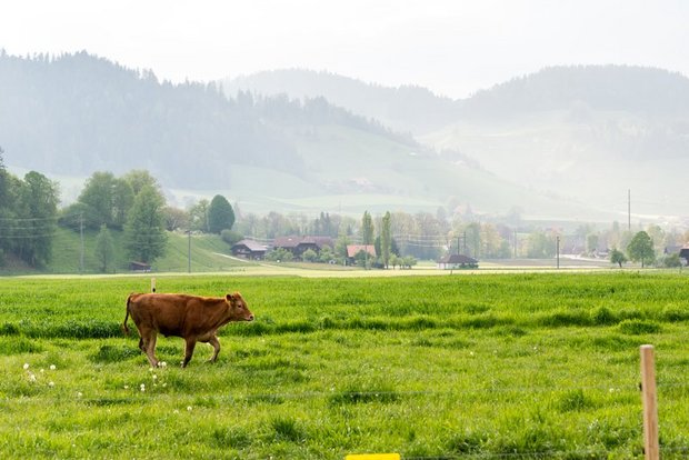 Für Bio-Suisse-Präsident Urs Brändli wäre die Erlaubnis zum Spermasexing ein Signal in die falsche Richtung, nämlich hin zur Zucht aus Spitzenleistung. (Bild BauZ)