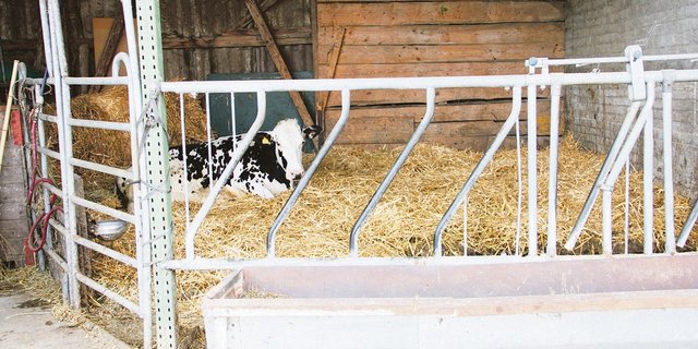 Die Auslaufvorschriften bei Kühen in der Abkalbebox müssen eingehalten werden, oder der Betriebsleiter kann ein Arztzeugnis vorweisen. (Bild aw)
